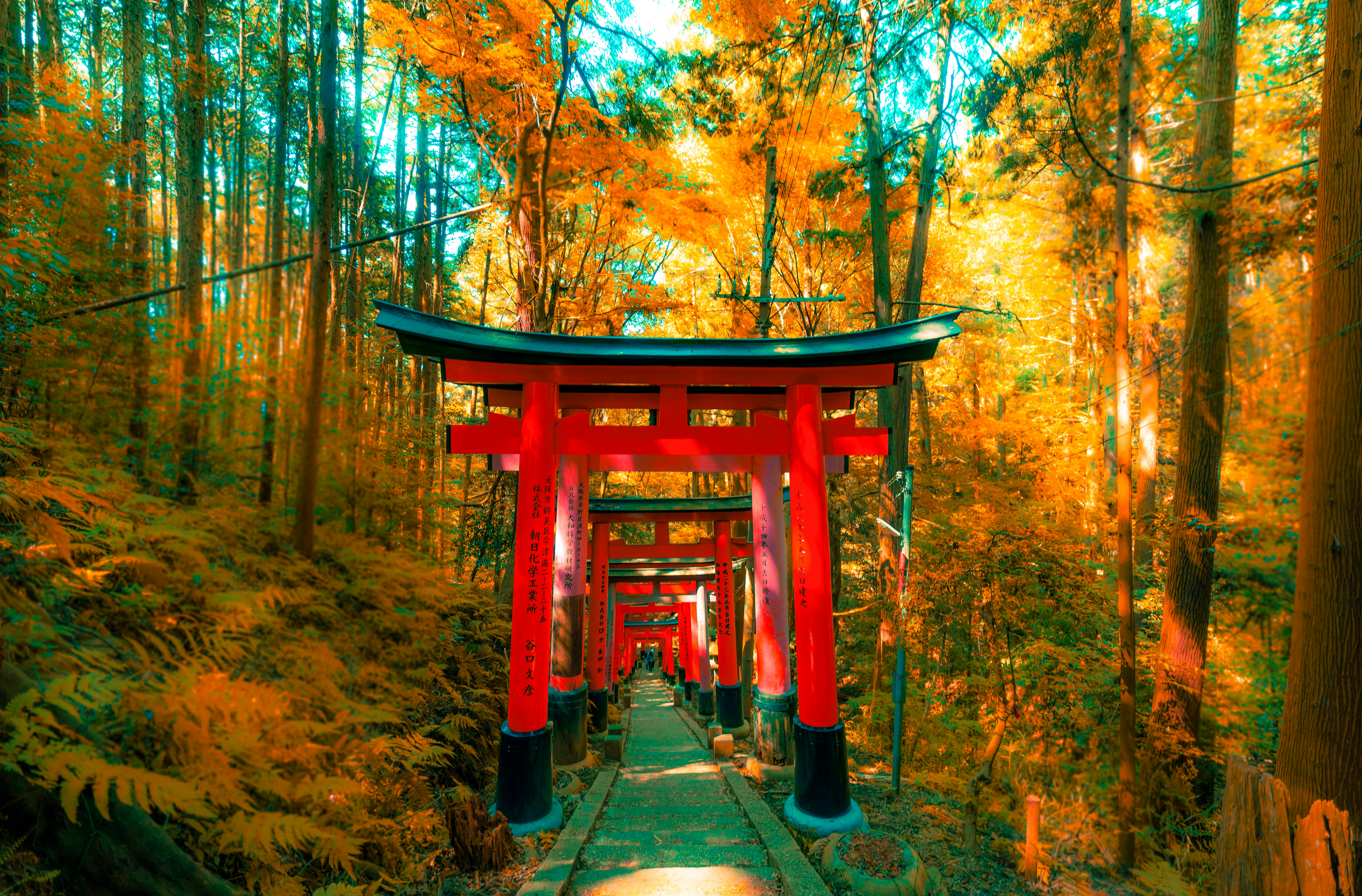Endless rows of vermillion torii gates at Fushimi Inari Shrine